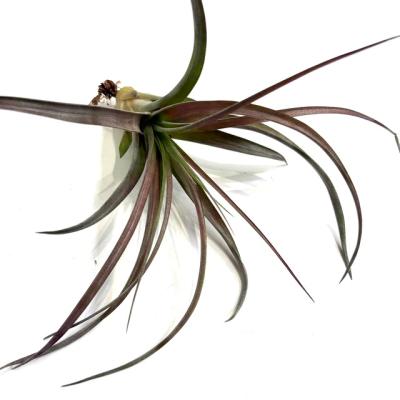 エアープランツ専門店B&L - エアープランツ｜Yahoo!ショッピング