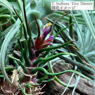 エアープランツ専門店B&L - エアープランツ｜Yahoo!ショッピング