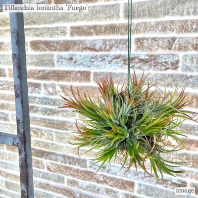エアプランツ 壁掛け（観葉植物） | 花、ガーデニング の商品一覧 通販