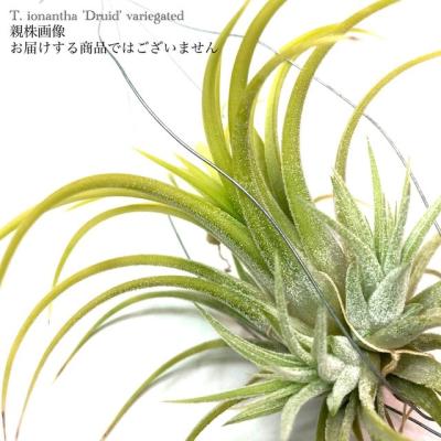 m*c様 新春オークション イオナンタバンハイミノール Yahoo!オークション - チランジア イオナンタ バンハイニンギー ミノー