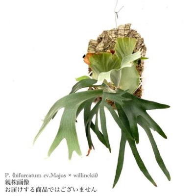 親株出品　ビカクシダ　ウィリンキー　ジャワ産現地球ワイルド\"シルバー\"コルク付 Frontier Plants】オンラインストア9月21日販売予定約10種類の