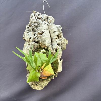 エアープランツ専門店B&L - 交配種(リドレイ/コロナリウム系)｜Yahoo