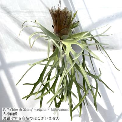 ビカクシダ ビフルカツム（観葉植物） | 花、ガーデニング のおすすめ