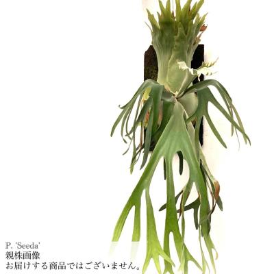 ビカクシダ ビフルカツム（観葉植物） | 花、ガーデニング の商品一覧