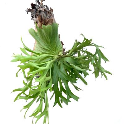 リドレイ　ノーマル15株セット エアープランツ専門店B&L - 交配種(リドレイ/コロナリウム系)｜Yahoo