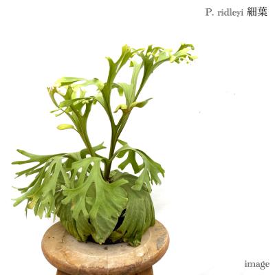 P.ridleyi wild_リドレイ ワイルド◇ ビカクシダ コンパクト仕立て