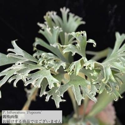 ビカクシダセット15種 ヨシムラ植物商店 - メルカリShops