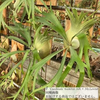 ビカクシダ ビーチーのおすすめ人気商品一覧 通販 - Yahoo!ショッピング