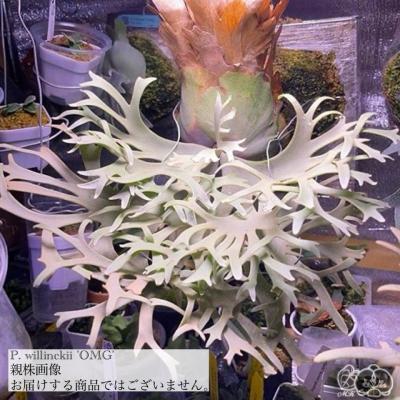 ビカクシダ ウィリンキー（観葉植物） | 花、ガーデニング の商品一覧