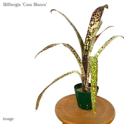 ブロメリア・エアープランツ Billbergia Talbot Len's Gem Letao Malaysia－ブロメリア billbergia talbot lens gem ビルベルギア