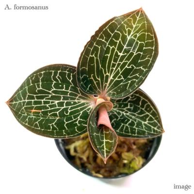 激レア　マコデス　リミィ　東カリマンタン　小苗　ジュエルオーキッド Yahoo!オークション - マコデス リミィ ① ジュエルオーキッド