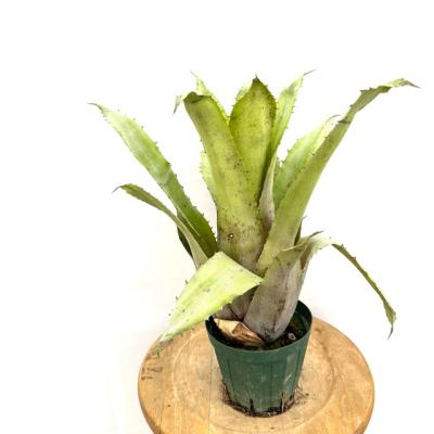 ホヘンベルギアのおすすめ人気ランキングTOP100 - Yahoo!ショッピング