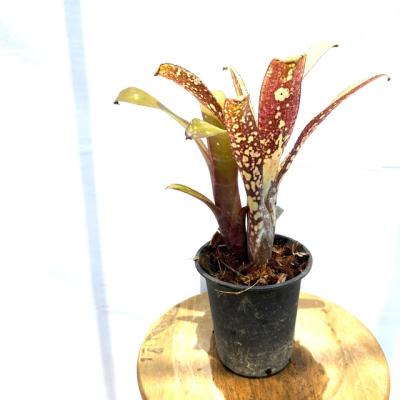 エアープランツ専門店B&L - ビルベルギア｜Yahoo!ショッピング