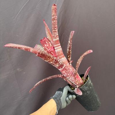 ブロメリア・エアープランツ Billbergia Kahakai エアープランツ専門店B&L - ビルベルギア｜Yahoo!ショッピング