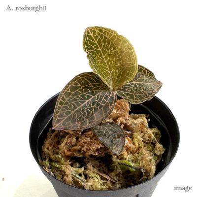 ジュエルオーキッド宝石蘭のおすすめ人気商品一覧 通販 - Yahoo