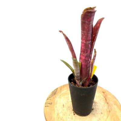 タンク ブロメリア（観葉植物） | 花、ガーデニング のおすすめ人気