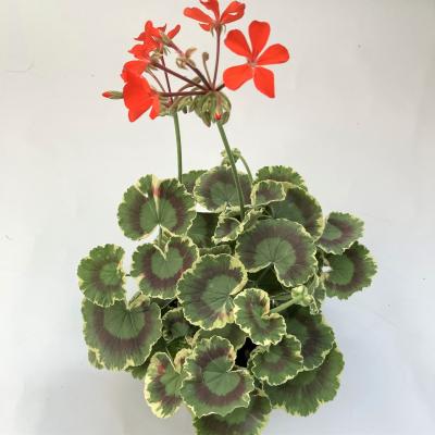 はなこ botanicalgarden - ゼラニウム苗｜Yahoo!ショッピング