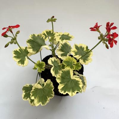 はなこ botanicalgarden - ゼラニウム苗｜Yahoo!ショッピング