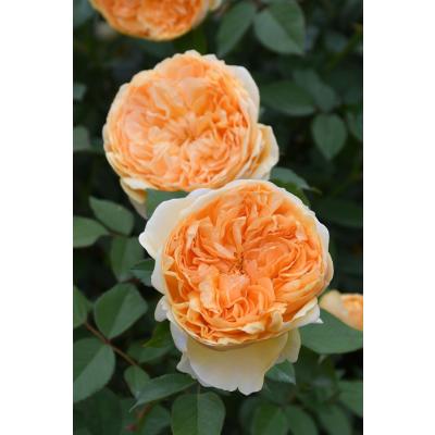 バラの家 バラ苗（花の苗）｜苗 | 花、ガーデニング の商品一覧 通販