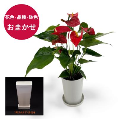 アンスリウム 品種（観葉植物） | 花、ガーデニング のおすすめ人気