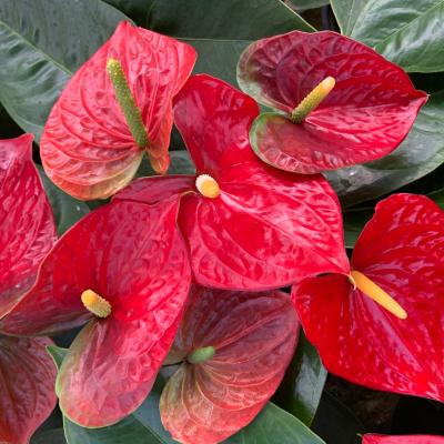 アンスリウムアンスリウム（観葉植物） | 花、ガーデニング の