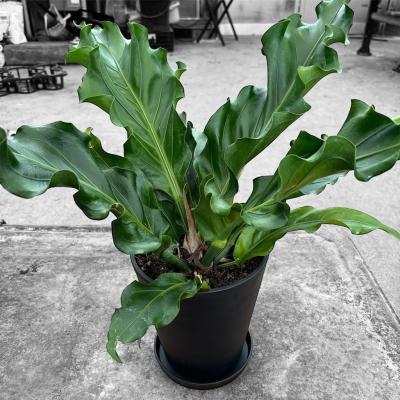 【現品】アンスリウム・フーケリー　7号　黒鉢　（1） アンスリウム・フーケリー 7号 | 京橋植物園