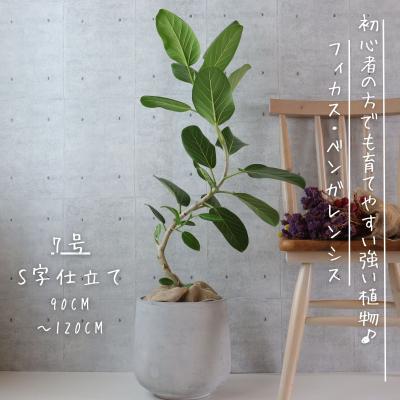 ゴムの木のおすすめ人気商品一覧 通販 - Yahoo!ショッピング