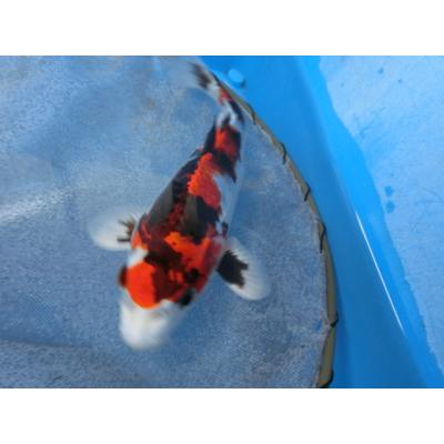 Europe 日本 VINTAGE JAPAN 鯉 OLD 鯉幟 錦鯉 昭和三色 - 錦鯉の品種 - 全日本錦鯉振興会