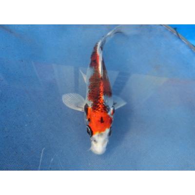 BEST錦鯉 - 商品一覧（おすすめ順） - 売れ筋通販 - Yahoo!ショッピング