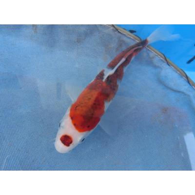 BEST錦鯉 - 変わり｜Yahoo!ショッピング