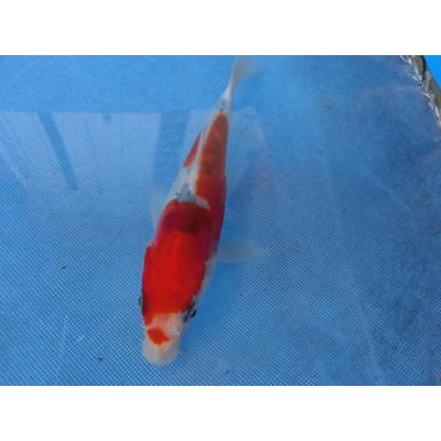 大正三色のおすすめ人気商品一覧 通販 - Yahoo!ショッピング