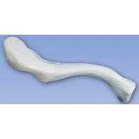 ソムソ社 延髄模型 bs23/2 鍼灸 模型 :bs23-2:Shop de Clinic - 通販 ソムソ社 延髄模型 bs23/2 鍼灸 模型 :bs23-2:Shop de Clinic - 通販