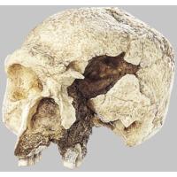 ソムソ 頭蓋骨模型のおすすめ人気商品一覧 通販 - Yahoo!ショッピング