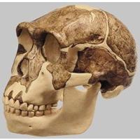 somso 頭蓋骨模型 SOMSO]頭蓋骨 模型 人体模型 頭蓋骨分解模型（透明） ソムソ社