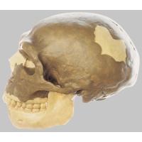 頭蓋骨模型　ソムソ 頭蓋骨 人体模型 模型 ソムソ SOMSO ソムソ SOMSO 人体骨格模型 全身