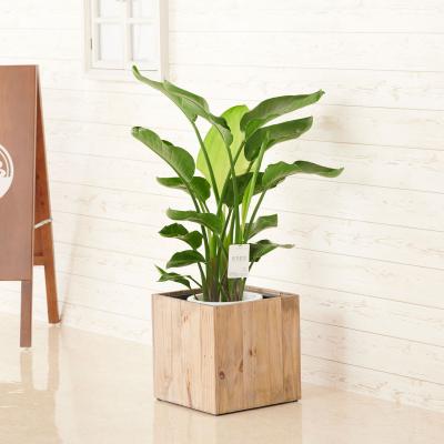 観葉植物(観葉植物種類:オーガスタ)|花、ガーデニング 通販 観葉植物(観葉植物種類:オーガスタ)|花、ガーデニング 通販
