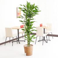 観葉植物 ドラセナ コンシンネ 10号 バスケット鉢カバー付 花言葉カード付 Ka16 Sp Gifts Yahoo 店 通販 Yahoo ショッピング