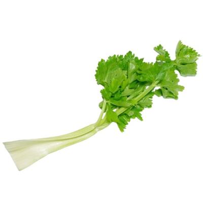セロリ 株（セロリ）｜野菜 | 食品 のおすすめ人気商品一覧 通販