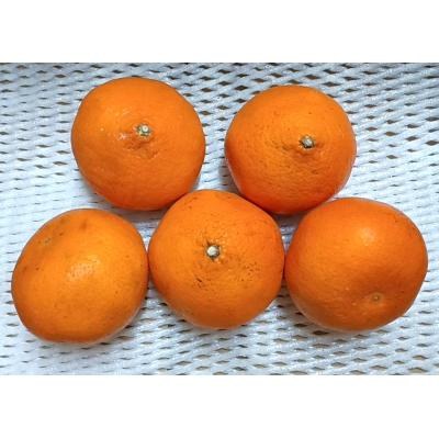 紅プリンセス（フルーツ） | 食品 のおすすめ人気商品一覧 通販