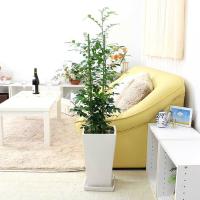 観葉植物 ゲッキツ シルクジャスミン スクエア陶器入り 室内用 インテリア おしゃれ St 観葉植物の専門店 彩植健美 通販 フラワーコーポレーション観葉植物 シルクジャスミン ゲッキツ ロングスクエア陶器鉢植え 7号 おしゃれ お祝い Zahnarzt Franz De