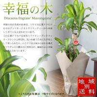 ドラセナ　幸福の木　【観葉植物 マッサンゲアナ 幸福の木 7号鉢 大型 開店祝い インテリア 開業祝い 人気 誕生日 新生活 引越し祝い あすつく対応】 