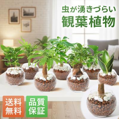ポトスの商品一覧 通販 - Yahoo!ショッピング