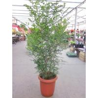 シマトネリコ 樹高1 5m前後 根鉢含まず 株立 シンボルツリー 庭木 植木 常緑樹 常緑高木 ぐりーんぐりーん 通販 Yahoo ショッピング