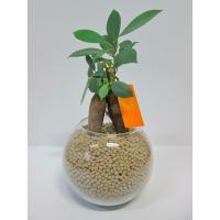 ハイドロカルチャー 観葉植物 ネオコール ホワイト バブ10 ガジュマル 水耕栽培 お歳暮 母の日 ギフト ンテリア プランツ Ssn 163 ブルーミンググレイス 通販 Yahoo ショッピング