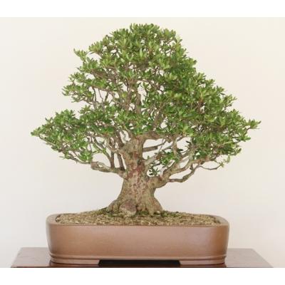 皐月 盆栽 中型麗光綺麗な花です。 創業昭和二年さつき盆栽光華