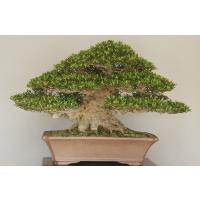 創業昭和二年さつき盆栽光華園 - 盆栽｜Yahoo!ショッピング