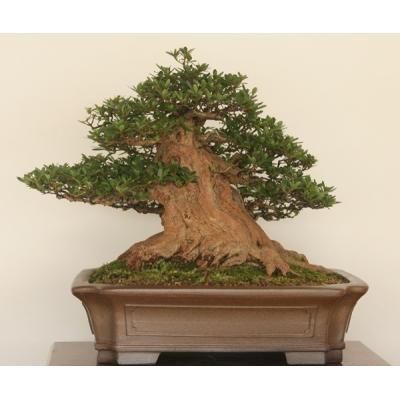 創業昭和二年さつき盆栽光華園 - 盆栽｜Yahoo!ショッピング