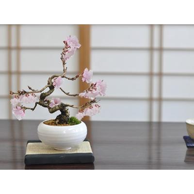 十月桜盆栽のおすすめ人気商品一覧 通販 - Yahoo!ショッピング