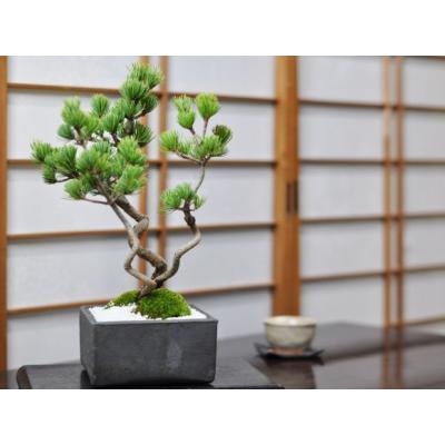 五葉松 瑞祥のおすすめ人気商品一覧 通販 - Yahoo!ショッピング