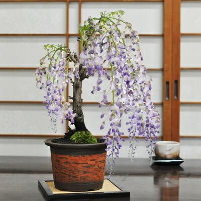 盆栽 藤の商品一覧 通販 - Yahoo!ショッピング 盆栽 藤の商品一覧 通販 - Yahoo!ショッピング